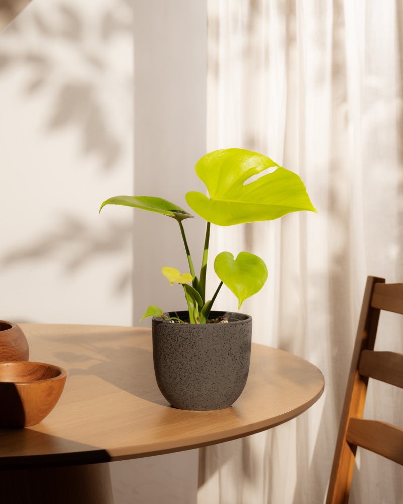 Eine kleine Monstera 'Cheesy' - Fee mit leuchtend grünen Blättern steht auf einem hellen Holztisch in der Nähe eines sonnenbeschienenen Fensters mit weißen Vorhängen. Holzschalen und ein Teil eines Holzstuhls sind ebenfalls zu sehen.
