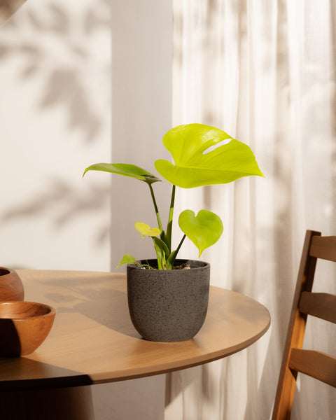 Eine kleine Monstera 'Cheesy' - Fee mit leuchtend grünen Blättern steht auf einem hellen Holztisch in der Nähe eines sonnenbeschienenen Fensters mit weißen Vorhängen. Holzschalen und ein Teil eines Holzstuhls sind ebenfalls zu sehen.
