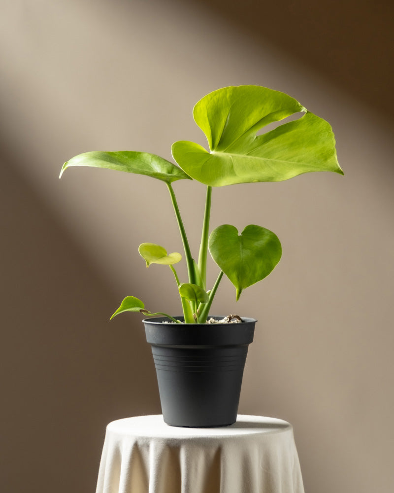 Eine Monstera 'Cheesy' - feey mit großen grünen Blättern steht auf einem runden, weiß gedeckten Tisch, der in natürliches Licht vor einem warmen, neutralen Hintergrund getaucht ist.