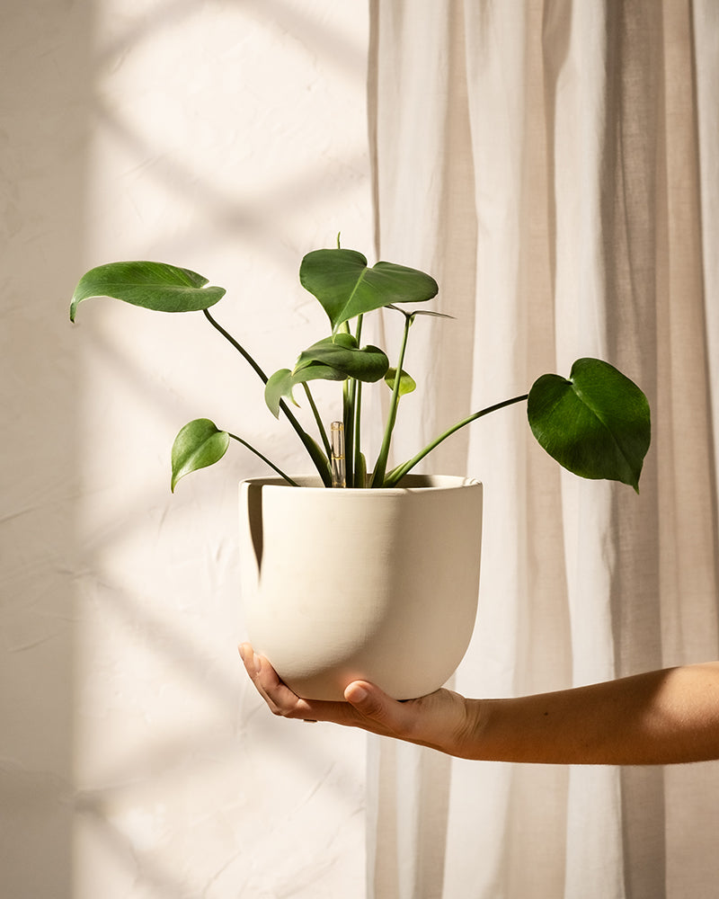 Eine Hand hält einen weißen Topf mit der Hydro-Pflanze Monstera deliciosa, vor einem Hintergrund aus weichem, natürlichem Licht und Vorhängen.