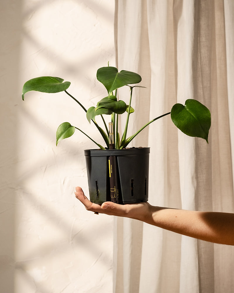 Eine Hand hält einen schwarzen Topf mit der Hydro • Monstera deliciosa, vor einem sanft beleuchteten Hintergrund mit weißen Vorhängen. Das Licht wirft sanfte Schatten und schafft eine heitere und minimalistische Atmosphäre.