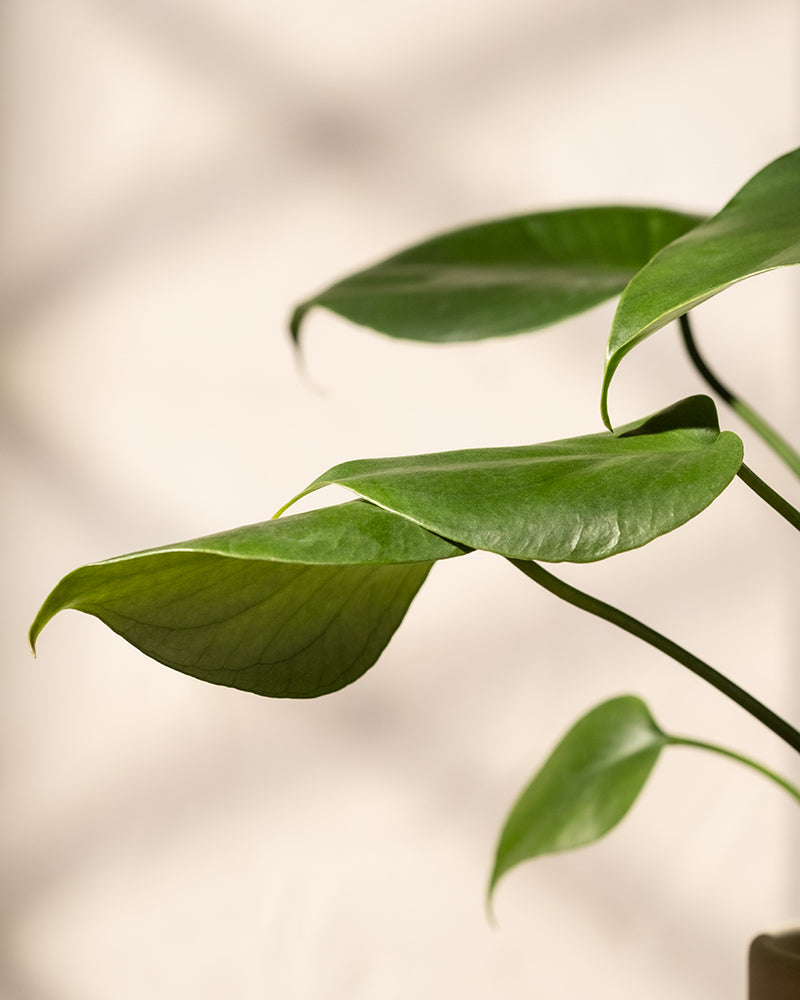 Nahaufnahme der Hydro • Monstera deliciosa mit mehreren länglichen Blättern vor einem leicht verschwommenen beigen Hintergrund. Das Licht wirft sanfte Schatten und hebt die glänzende Textur der Pflanze hervor.