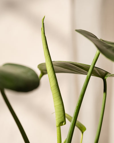 Nahaufnahme der Hydro • Monstera deliciosa mit einem neuen Blatt, das sich entfaltet. Der Hintergrund ist leicht verschwommen, wodurch die leuchtend grünen Blätter und die zarte Textur dieser Pflanze hervorgehoben werden.