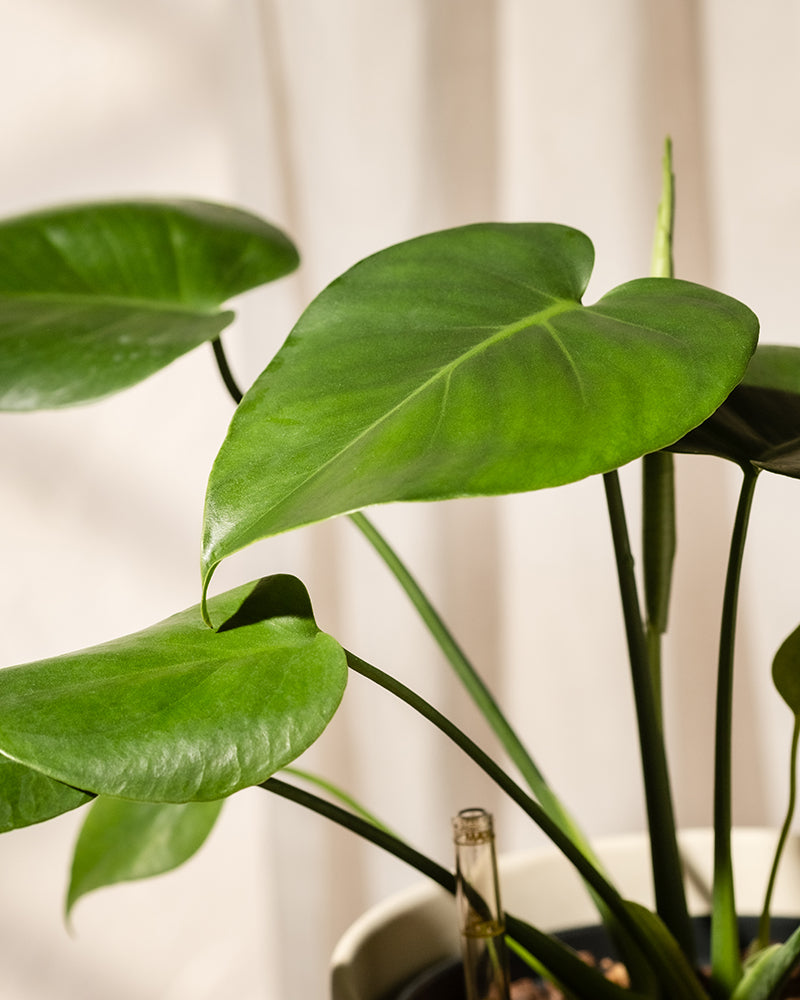 Nahaufnahme einer Hydro • Monstera deliciosa mit leuchtend grünen Blättern vor einem sanft beleuchteten Hintergrund. Die charakteristischen herzförmigen Blätter der Pflanze mit ihrer ausgeprägten Textur werden im Sonnenlicht hervorgehoben und zeigen ihre einzigartigen Eigenschaften.