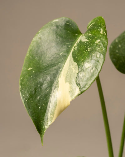 Nahaufnahme eines Babypflanzenblattes der Monstera deliciosa „Thai Constellation“ mit dunkelgrüner und cremefarbener Marmorierung und einer leicht glänzenden Textur vor einem neutralen Hintergrund.