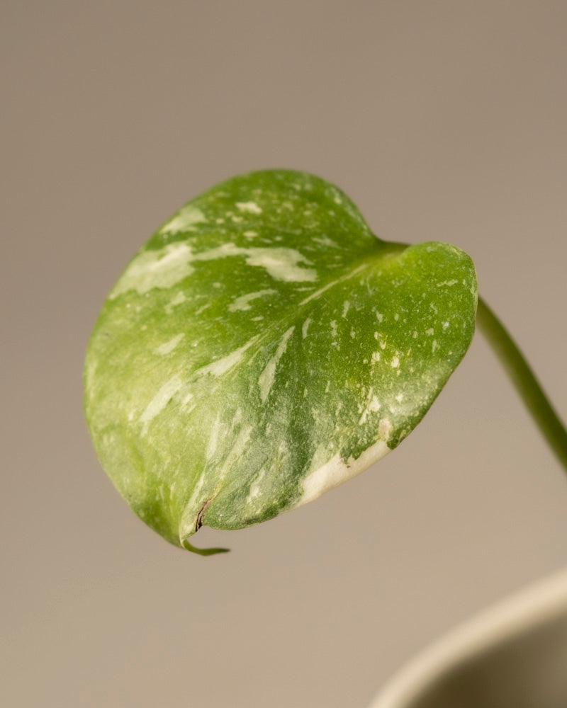 Eine Nahaufnahme der Monstera deliciosa „Thai Constellation“ Babypflanze zeigt ein einzelnes grün-weiß buntes Blatt mit herzförmiger Form, gesprenkeltem Muster und sanfter Rundung auf einem sanft beigen Hintergrund.