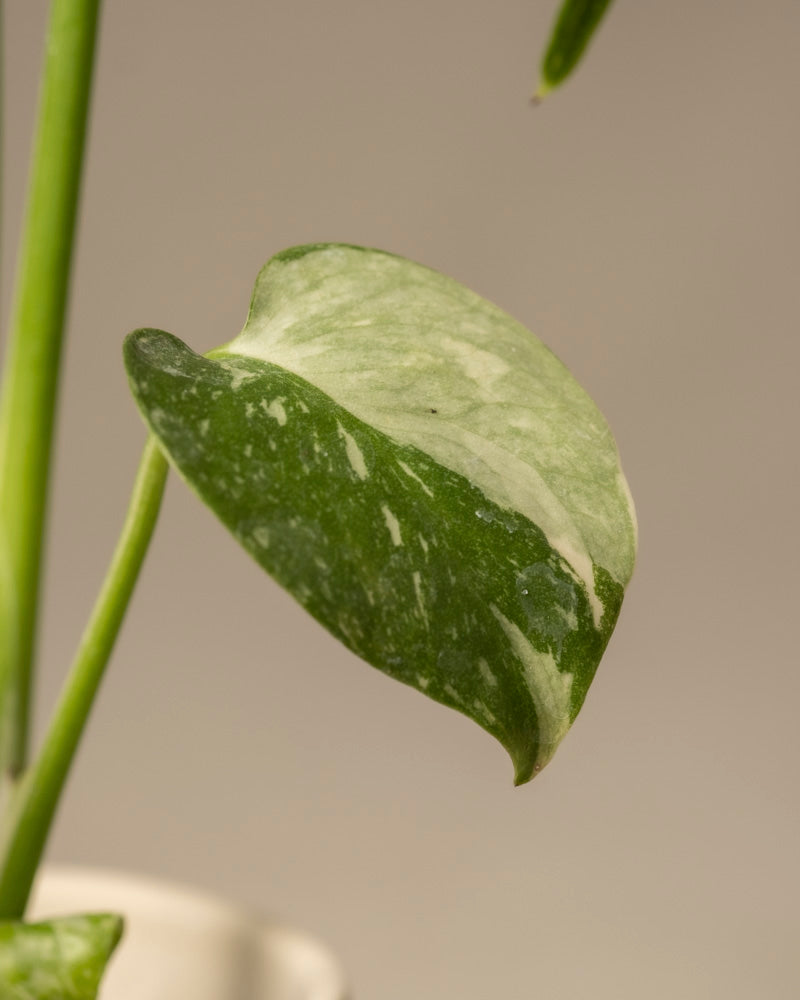 Eine Nahaufnahme eines Blattes einer Babypflanze der Monstera deliciosa „Thai Constellation“ hebt seine hell- und dunkelgrüne Panaschierung und glatte Textur vor einem beigen Hintergrund hervor und zeigt die exquisiten Details dieser botanischen Rarität.