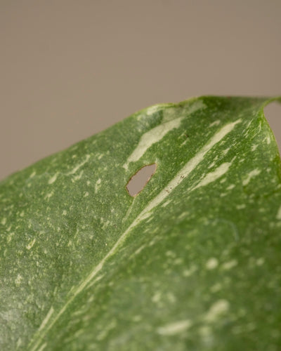 Eine Nahaufnahme des Blattes der Monstera deliciosa „Thai Constellation“ Babypflanze zeigt ein kleines Loch in der Mitte. Seine glatte Textur und die hellen Sprenkel verleihen Eleganz, während der neutrale Hintergrund seine einzigartige Schönheit hervorhebt.