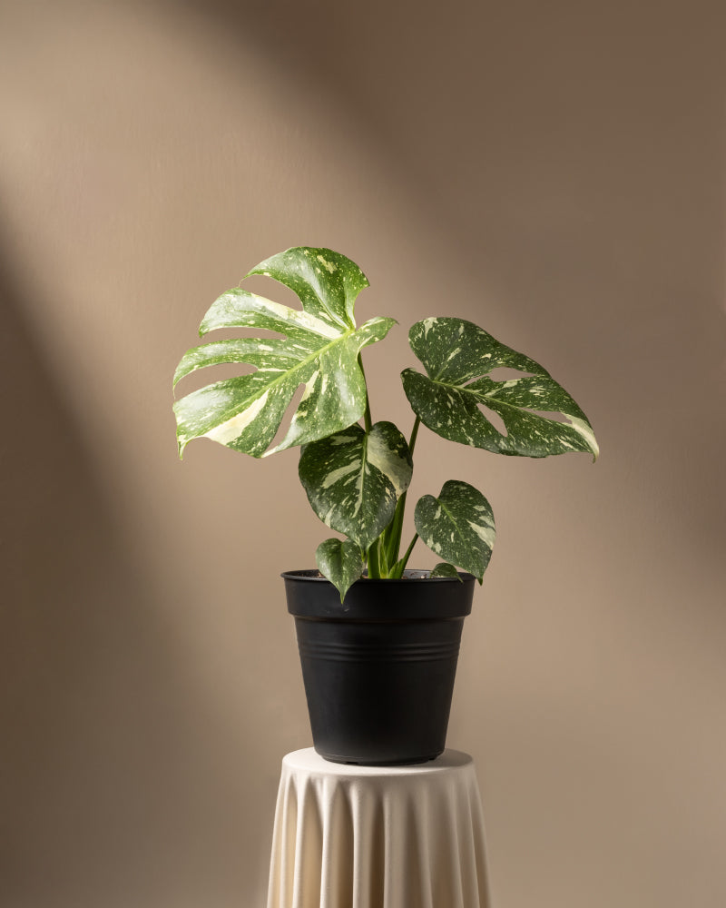 Eine eingetopfte Monstera deliciosa „Thai Constellation“ mit grünen und cremefarbenen Blättern steht auf einem weißen, gefalteten zylindrischen Ständer vor einem beigen Hintergrund. Sonnenlicht wirft weiche Schatten und betont das strukturierte Laub der Pflanze.