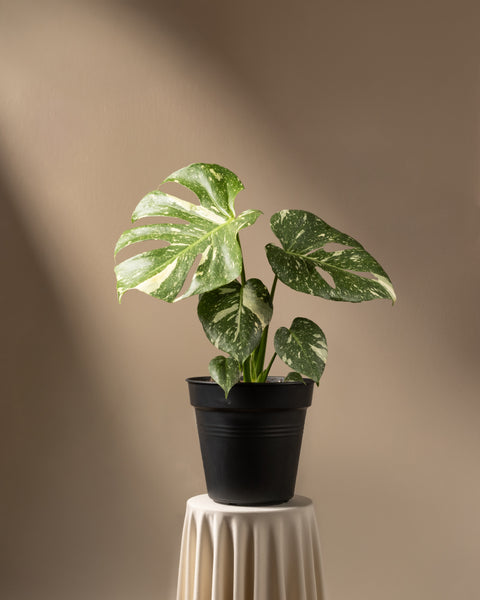 Eine eingetopfte Monstera deliciosa „Thai Constellation“ mit grünen und cremefarbenen Blättern steht auf einem weißen, gefalteten zylindrischen Ständer vor einem beigen Hintergrund. Sonnenlicht wirft weiche Schatten und betont das strukturierte Laub der Pflanze.
