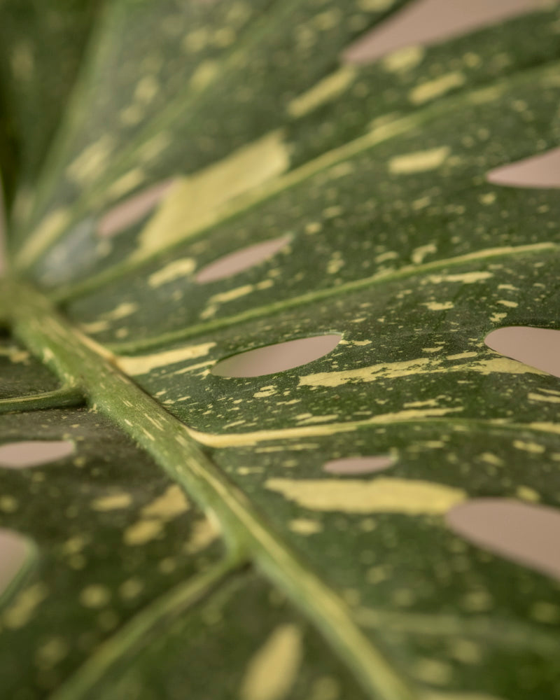 Eine Nahaufnahme eines Blattes der Monstera deliciosa „Thai Constellation“ mit cremefarbenen und gelben Sprenkeln und kreisrunden Löchern. Das strukturierte Blatt ist diagonal gewinkelt und zeigt markante Adern, die seine natürliche Schönheit unterstreichen.