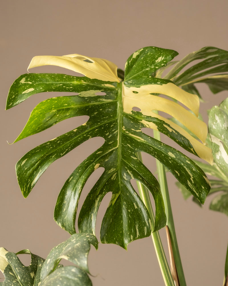 Eine Nahaufnahme eines Blattes der Monstera deliciosa „Thai Constellation“ zeigt atemberaubende grüne und cremeweiße Abschnitte. Das Blatt, das auf Deutsch als Fensterblatt bekannt ist, weist natürliche Löcher und Risse auf, die sein charakteristisches Muster vor einem weichen beigen Hintergrund hervorheben.