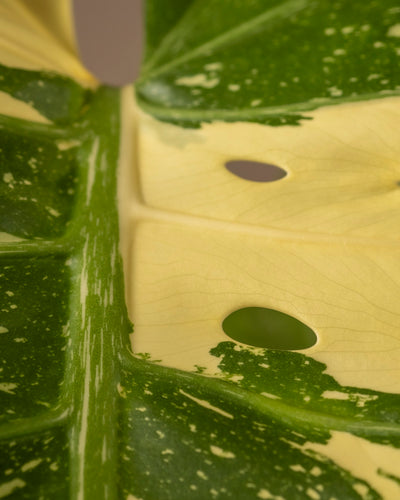 Nahaufnahme eines Blattes der Monstera deliciosa „Thai Constellation“ mit leuchtenden Grün- und Cremetönen. Markante Adern und zwei kleine ovale Löcher in der Mitte betonen die einzigartige Textur, die an das Fensterblatt-Muster erinnert.