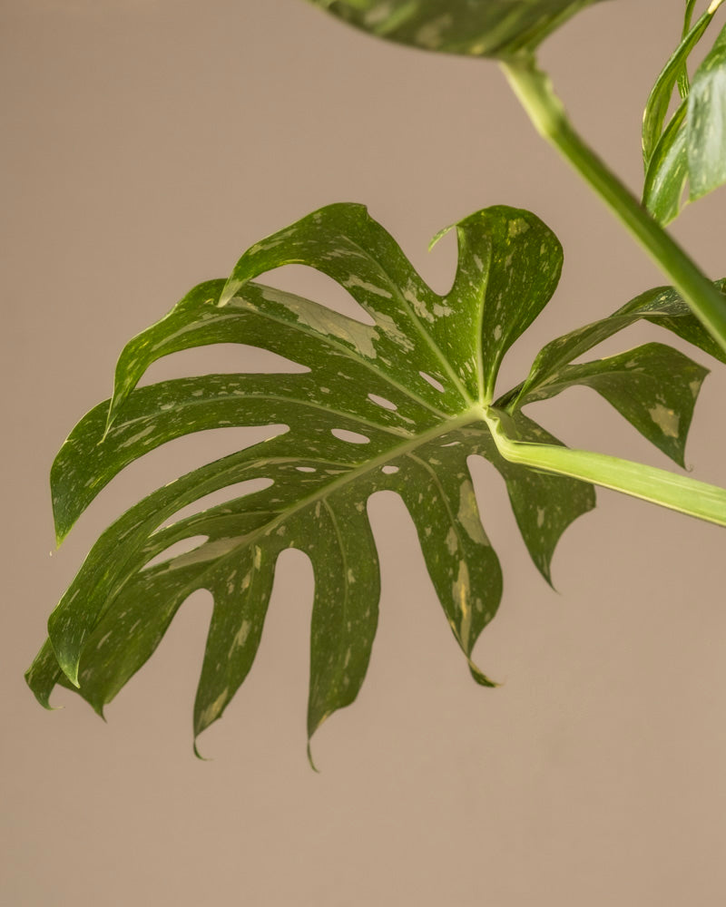 Nahaufnahme eines Blattes der Monstera deliciosa „Thai Constellation“ mit großen, unregelmäßigen Löchern auf beigem Hintergrund, in dunkelgrünen Tönen mit hellgrünen Sprenkeln.