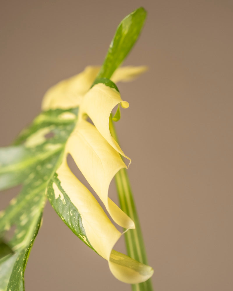 Nahaufnahme eines Blattes der Monstera deliciosa „Thai Constellation“. Seine grün-cremefarbene Panaschierung mit einzigartigen gewellten Rändern vor einem weichen, neutralen Hintergrund sorgt für ein künstlerisches Erscheinungsbild.