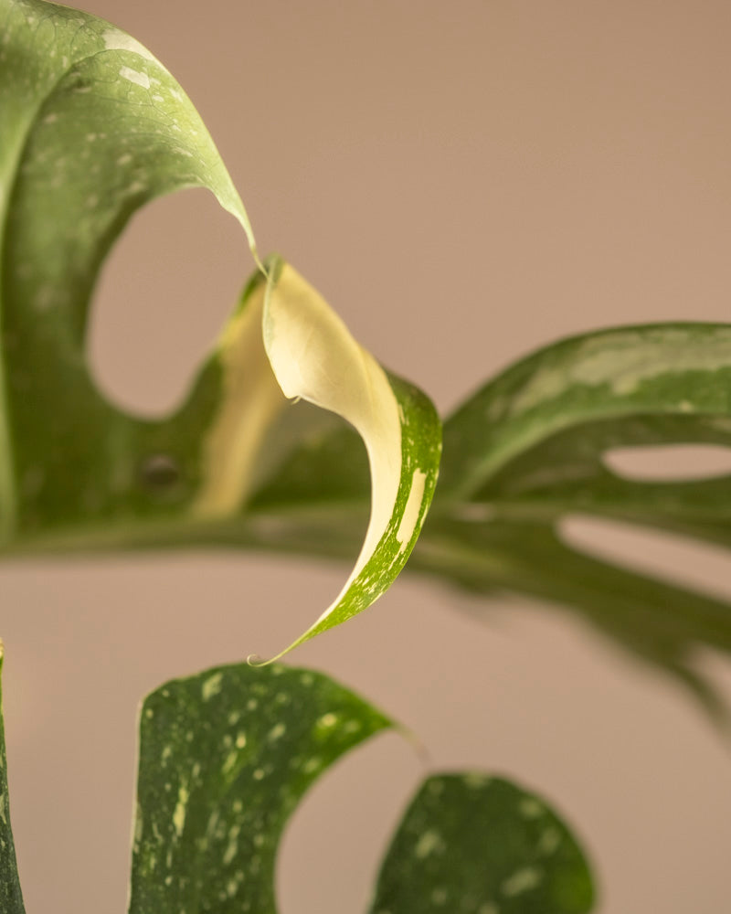 Nahaufnahme eines Blattes der Monstera deliciosa „Thai Constellation“ mit deutlichen Löchern und Rissen mit grüner und cremefarbener Panaschierung. Der sanfte beige Hintergrund hebt die Textur und das Muster des Blattes hervor.