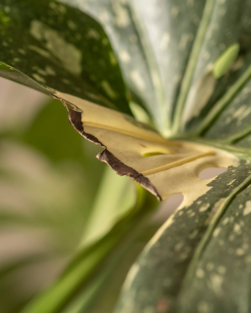 Ein Blatt der Monstera deliciosa „Thai Constellation“ weist eine glänzende Textur mit zerrissenen, braun umrandeten Abschnitten und einer Mischung aus dunkelgrünen und hellen Flecken auf, wodurch seine einzigartige Unvollkommenheit vor dem sanft verschwommenen Hintergrund betont wird.