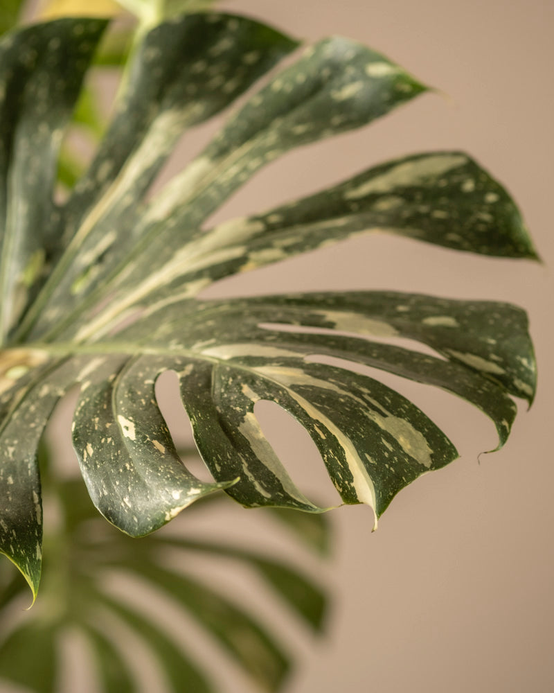 Nahaufnahme einer Monstera deliciosa „Thai Constellation“, die grün- und cremefarbene bunte Muster hervorhebt. Das gespaltene Blatt mit mehreren Lappen sticht vor einem sanft verschwommenen beigen Hintergrund hervor und betont seine komplexe Textur.