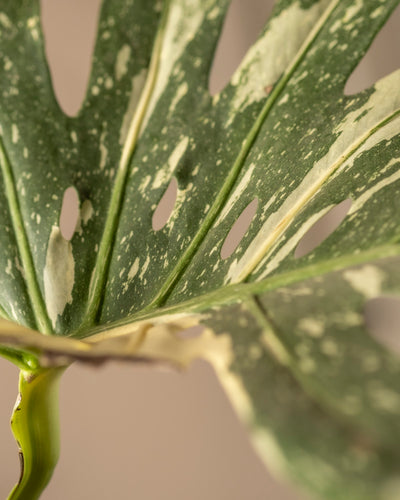 Nahaufnahme eines Blattes der Monstera deliciosa „Thai Constellation“ mit einer strukturierten Mischung aus Grün- und Cremetönen mit mehreren Löchern vor einem unscharfen Hintergrund. Unten ist der Stiel sichtbar, hervorgehoben durch sanftes Licht.