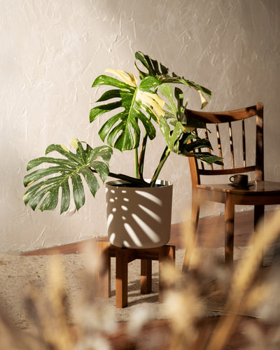 Eine Monstera deliciosa „Thai Constellation“ in einem weißen Topf schmückt einen Holzhocker und wirft Schatten an die Wand. Daneben steht ein Holzstuhl mit einer kleinen Tasse auf der Sitzfläche. Sanftes Sonnenlicht erhellt diese ruhige Szene.