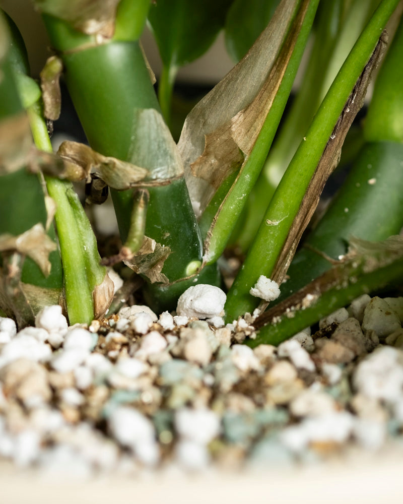 Nahaufnahme der Basis einer Monstera - feey mit braunen, trockenen Flecken an den Stängeln. Die Erde für Zimmerpflanzen wird mit weißem Perlit und kleinen Kieselsteinen angereichert, um eine gute Belüftung zu gewährleisten.