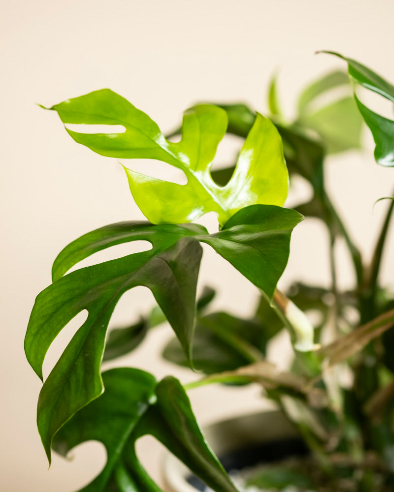 Nahaufnahme einer gesunden grünen Monstera minima - feey mit gespaltenen Blättern, vor einem neutralen beigen Hintergrund.