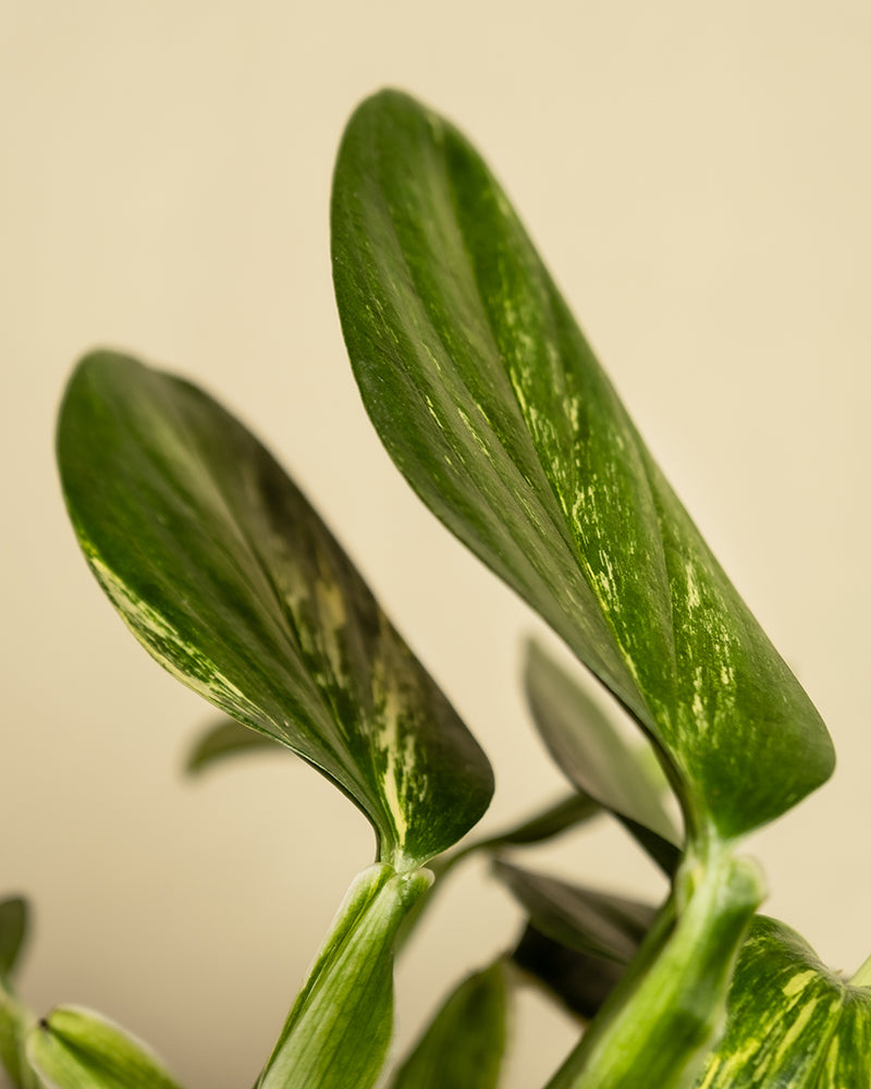 Nahaufnahme von zwei grünen Monstera standleyana-Blättern mit weißen bunten Streifen auf hellbeigem Hintergrund. Die länglichen, glatten Blätter sorgen für ein frisches und lebendiges Aussehen und zeigen die Monstera standleyana.