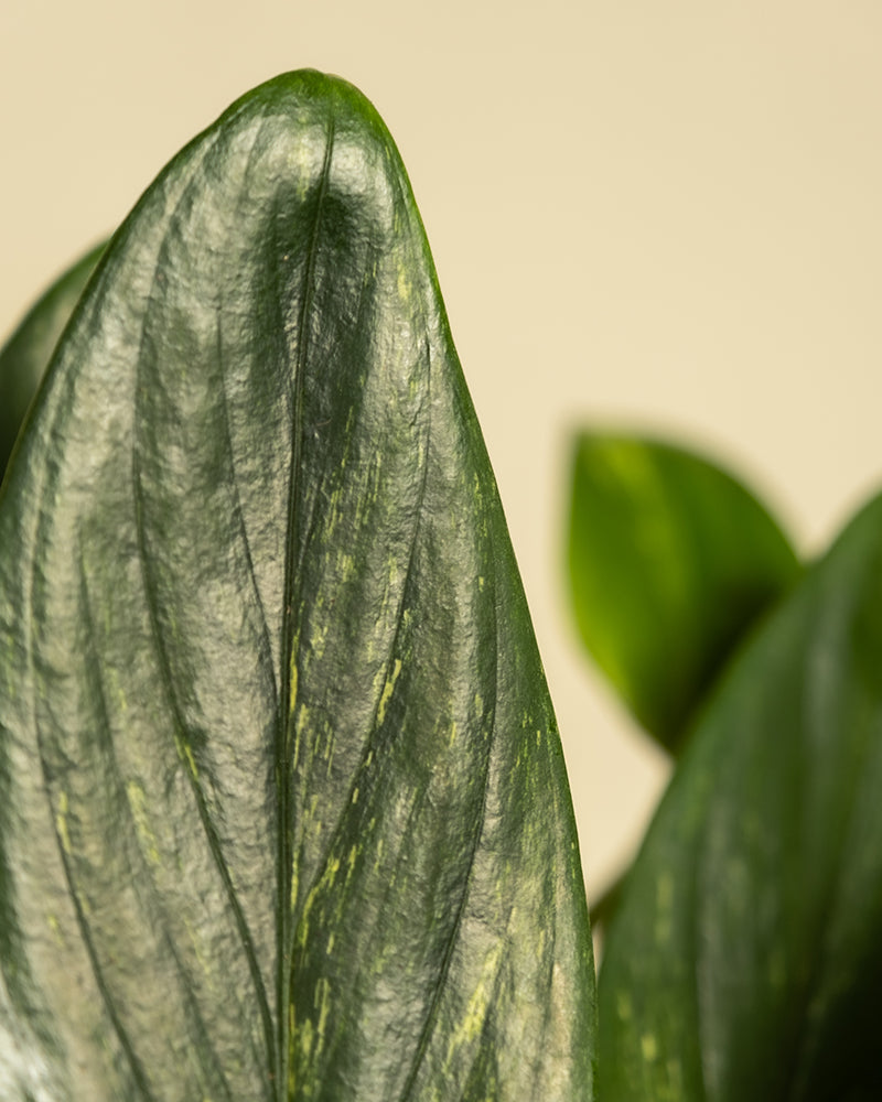 Nahaufnahme der Monstera standleyana mit einem grün bunten Blatt der Monstera standleyana mit hellgrünen Streifen auf beigem Hintergrund. Die strukturierte Oberfläche des Blattes ist deutlich zu erkennen und hebt die komplizierten Details und natürlichen Muster hervor.