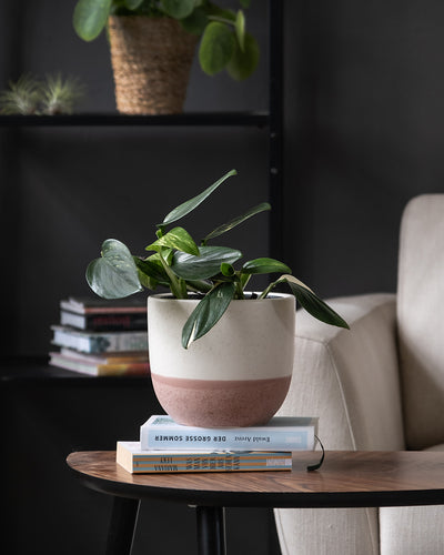 Eine Monstera standleyana im Topf steht auf zwei gestapelten Büchern auf einem runden Holztisch. Hinter dem Tisch stehen ein weißer Sessel und ein schwarzes Regal mit weiteren Büchern und einem Korb. Die Umgebung wirkt wie ein gemütlicher und moderner Wohnraum.