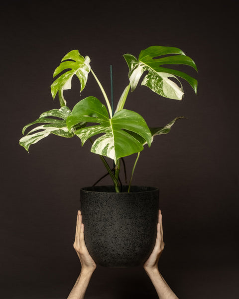 Ein Paar Hände hält einen schwarzen Topf mit Struktur hoch, in dem eine Monstera deliciosa variegata (Kopie) mit großen grünen Blättern mit weißen Flecken steckt. Der Hintergrund ist dunkelbraun und hebt die leuchtenden Farben der Pflanze hervor.