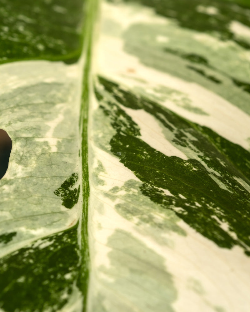 Nahaufnahme eines Blattes der Monstera deliciosa variegata (Kopie), das eine Mischung aus Grün- und Weißtönen zeigt. Die komplizierten Muster der Adern und der Textur der Albo variegata sind deutlich sichtbar und heben die natürliche Schönheit und Vielfalt des Pflanzenlaubs hervor.