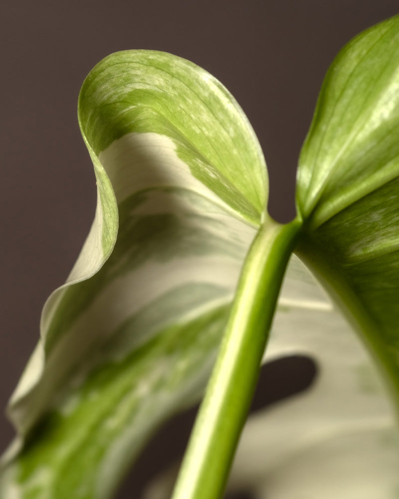 Nahaufnahme eines Blattes der Monstera deliciosa variegata (Kopie) mit weißer Panaschierung, das grüne und weiße Muster zeigt. Die Blattränder sind leicht gewellt und das Blatt steht vor einem dunkelbraunen Hintergrund, der mit den hellen und leuchtenden Blattfarben kontrastiert.