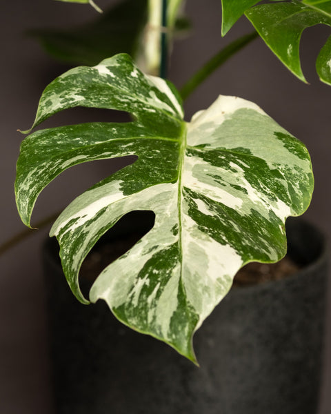 Nahaufnahme eines Blattes der Monstera deliciosa variegata (Kopie) in Grün- und Weißtönen, das seine charakteristischen Risse und Löcher zeigt. Das Blatt der Albo variegata wächst aus einem dunkelgrauen Topf, wobei der Hintergrund leicht verschwommen ist, um den Fokus auf das lebendige, strukturierte Blatt zu lenken.