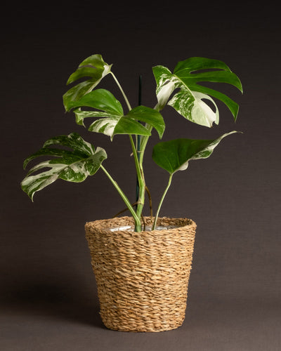 Eine eingetopfte Monstera deliciosa variegata (Kopie) mit grünen und weißen Blättern wird in einem geflochtenen Korbtopf vor einem dunklen Hintergrund präsentiert. Die großen, gespaltenen Blätter der Pflanze zeigen eine Mischung aus sattem Grün und weißer Panaschierung, was für Struktur und optisches Interesse sorgt.