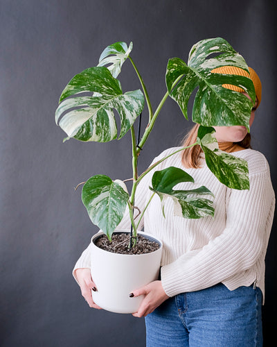 Monstera variegata im weisen Übertopf von einer Dame im weissen Pullover getragen