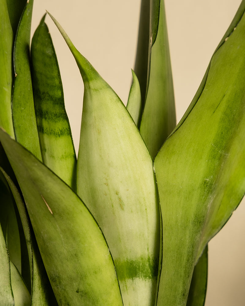 Nahaufnahme der grünen Blätter einer Moonshine, auch bekannt als Sansevieria Moonshine oder Bogenhanf. Die Blätter sind hoch, spitz und weisen Schattierungen von Hell- und Dunkelgrün mit dezenten Streifenmustern auf. Der Hintergrund ist schlicht und cremefarben.