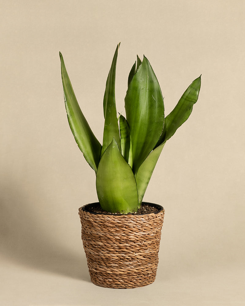 Eine große Moonshine Sansevieria mit langen, spitzen Blättern steht in einem geflochtenen, braunen Korb. Der schlichte beige Hintergrund betont das leuchtend grüne Laub der Pflanze.