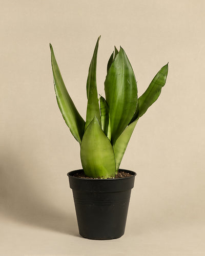 Eine Moonshine Sansevieria mit hohen, spitzen grünen Blättern in einem schwarzen Plastiktopf vor beigem Hintergrund. 