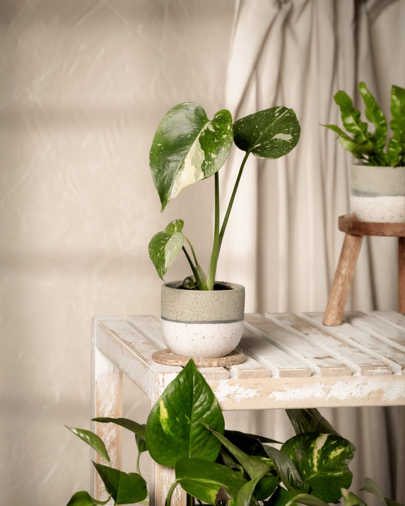 Eine Monstera deliciosa 'Thai Constellation' Babypflanze steht in einem weißen Topf auf einem Holzregal. Dahinter hängt ein durchsichtiger Vorhang, durch den eine weitere Raritätspflanze auf einem Ständer hervorschaut. Sonnenlicht wirft weiche Schatten auf die strukturierte Wand und hebt die ruhige Szene hervor.