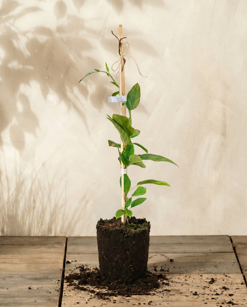 Eine Mini-Kiwi mit Wurzelballen ruht auf einer Holzfläche und weckt den Charme eines Balkongartens. Gestützt auf einen schlanken, mit Schnur zusammengebundenen Holzstab, strahlt sie die Ruhe eines intimen „Gartens“ aus. Die Wand dahinter wirft sanfte Blätterschatten und um den Wurzelballen herum ist Erde verstreut.