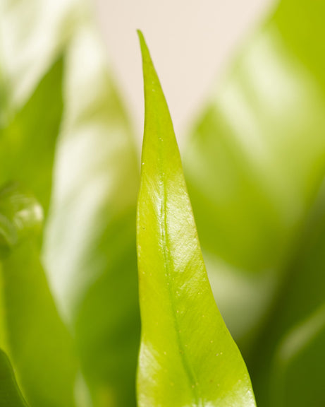 Nahaufnahme eines leuchtend grünen Nestfarnblattes mit spitzer Spitze. Das Blatt ist scharf abgebildet und zeigt seine glatte Textur und glänzende Oberfläche, während der Hintergrund leicht verschwommen ist und weitere grüne Blätter hervorhebt. Die Beleuchtung betont die Frische und Üppigkeit des Blattwerks.