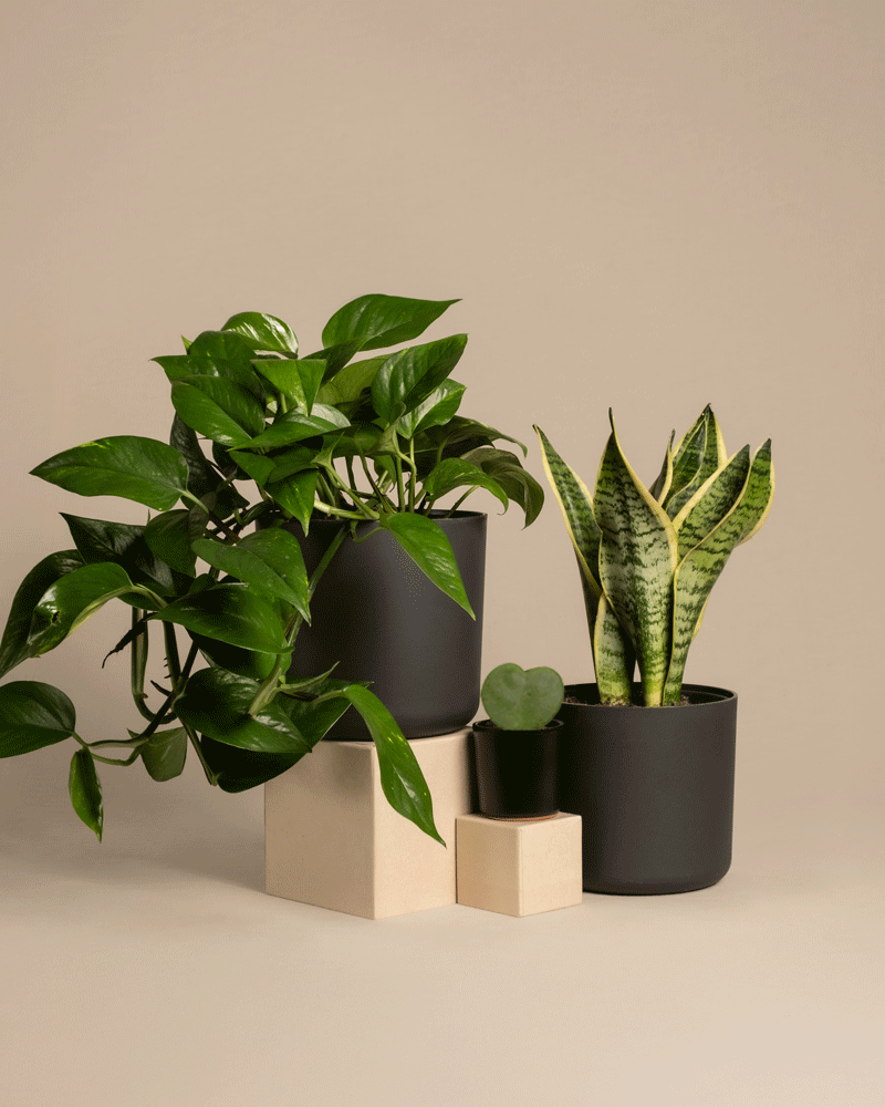 Das Starter-Set enthält ein stilvolles Trio: eine hängende Efeutute, eine Schwiegermutterzunge mit grünen und gelben Blättern und eine kleine herzförmige Sukkulente. Sie werden elegant in schlichten schwarzen Töpfen auf beigen Blöcken vor einem neutralen Hintergrund präsentiert.