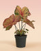Caladium 'Autumn Beauty'