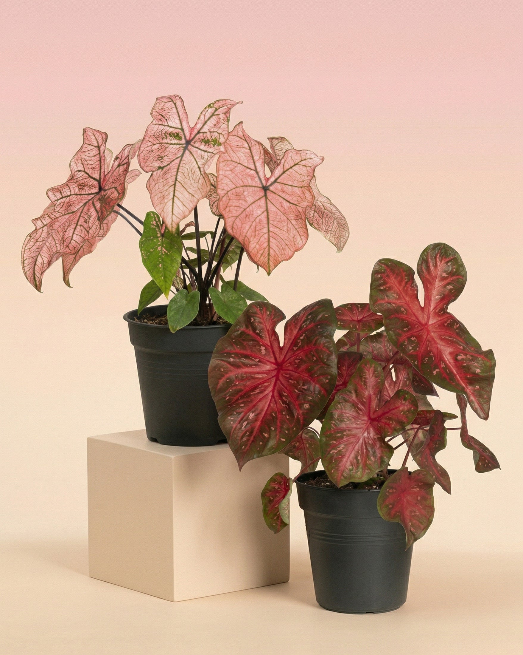 Das Caladium Duo mit großen herzförmigen Blättern in leuchtendem Rosa und Rot steht auf beigen Blöcken vor einem Hintergrund mit zartrosa Farbverlauf.