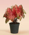 Ein getöpfertes Caladium 'Lava Glow' mit großen, herzförmigen, rosafarbenen Blättern und grünen Rändern hebt sich von einem Hintergrund mit rosa und beigem Farbverlauf ab - eine auffällige Zimmerpflanze für jeden Raum.