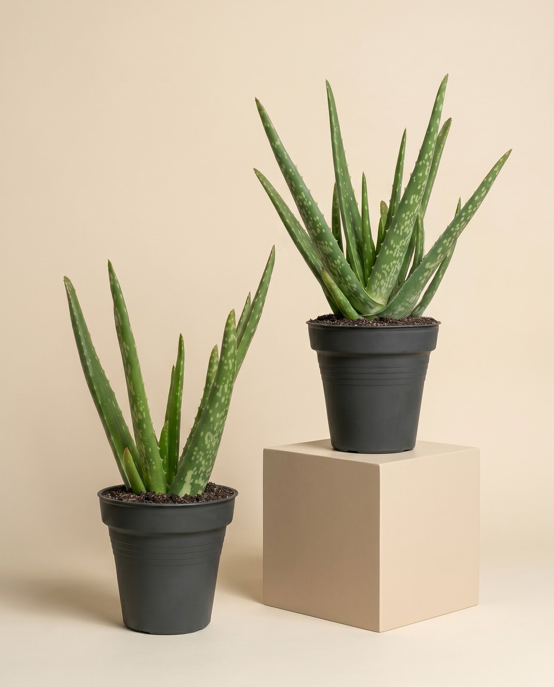 zwei Aloe Veras ohne Übertopf auf baigem Hintergrund.