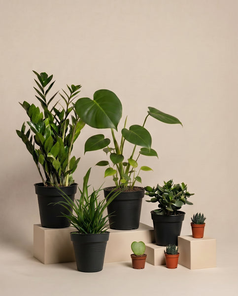 Hands präsentiert das „Homeoffice-Pflanzen-Set“, bestehend aus einem großen Blattgrün, einer Grünlilie, Sukkulenten und einer leuchtenden Monstera in innentöpfen – ideal, um jedes Homeoffice zu beleben.