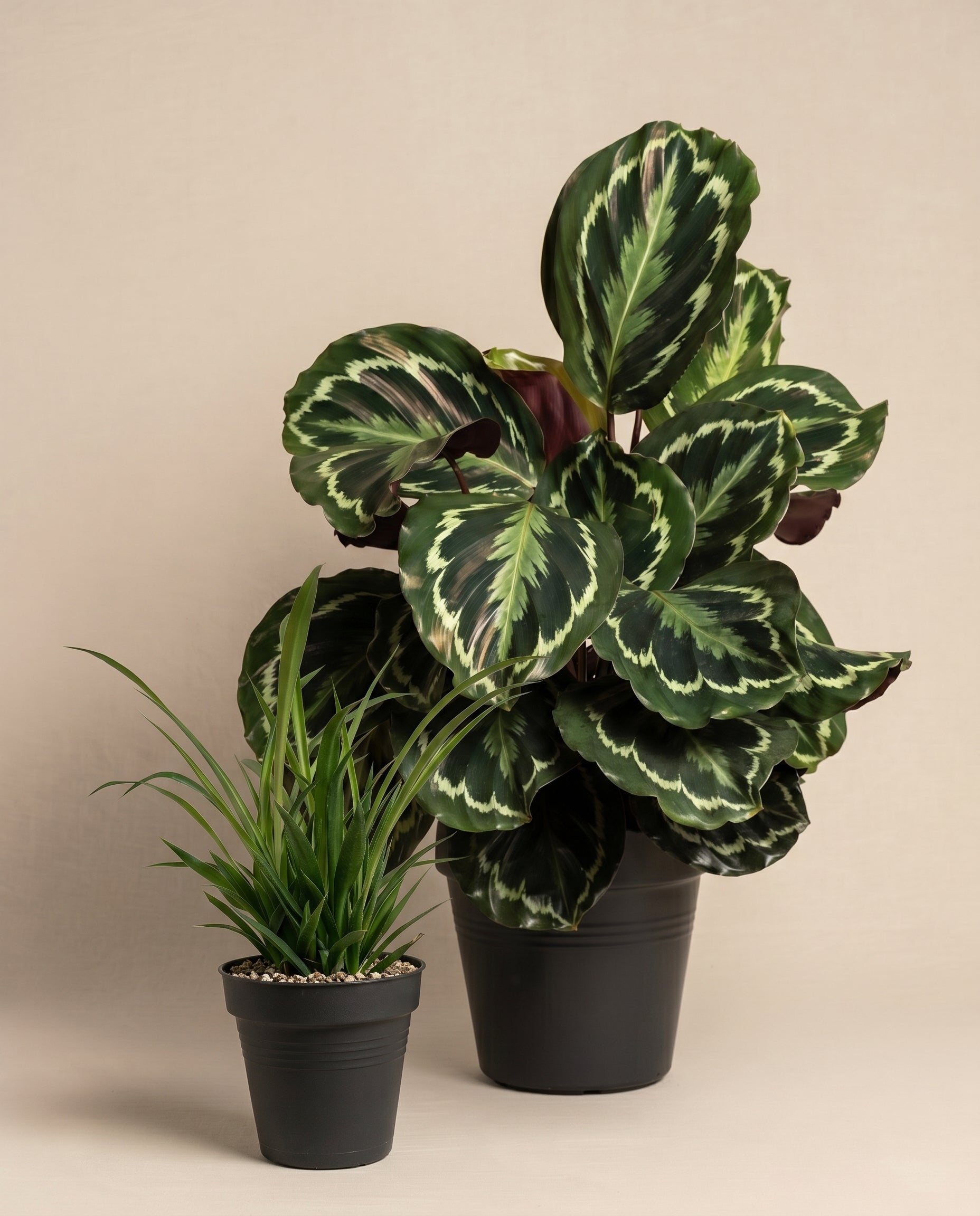 Eine Grosse Calathea roseoptica und eine Grünlilie ohne Übertöpfe