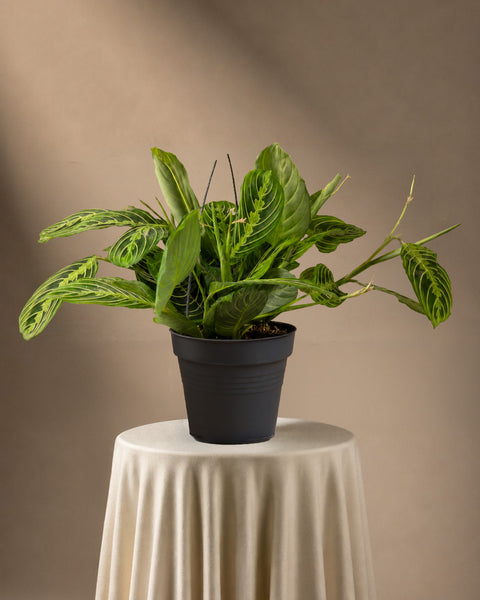 Eine Maranta-Zitronenlimette mit üppigen, grünen, ovalen Blättern und komplizierten dunklen Mustern und hellen Adern ziert einen stoffbezogenen Sockel in einer sanft beleuchteten Umgebung in neutralen Tönen.
