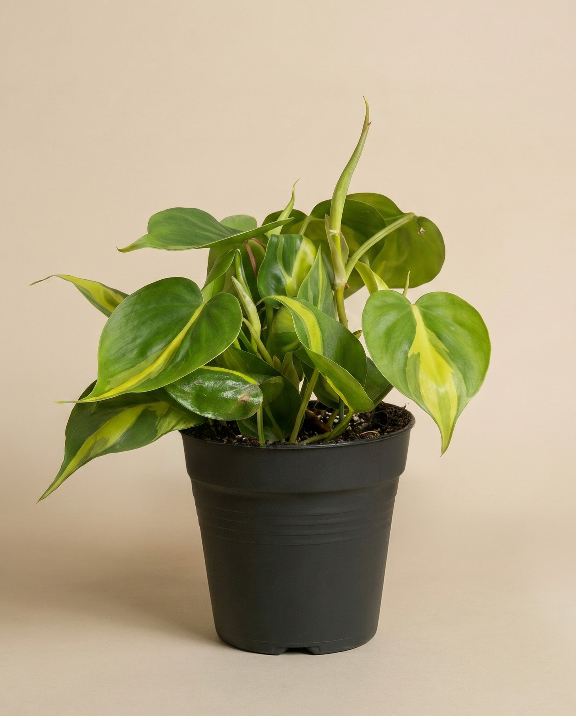 Philodendron scandens Brasil ohne Übertopf